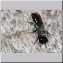 Crossocerus megacephalus - Grabwespe w01b 7mm am Holzstapel - OS-Wallenhorst-Tongrube-det.jpg